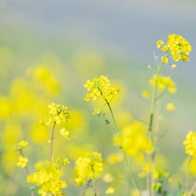 黄色いボケ味と菜の花の写真