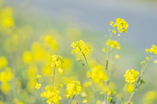 黄色いボケ味と菜の花の写真