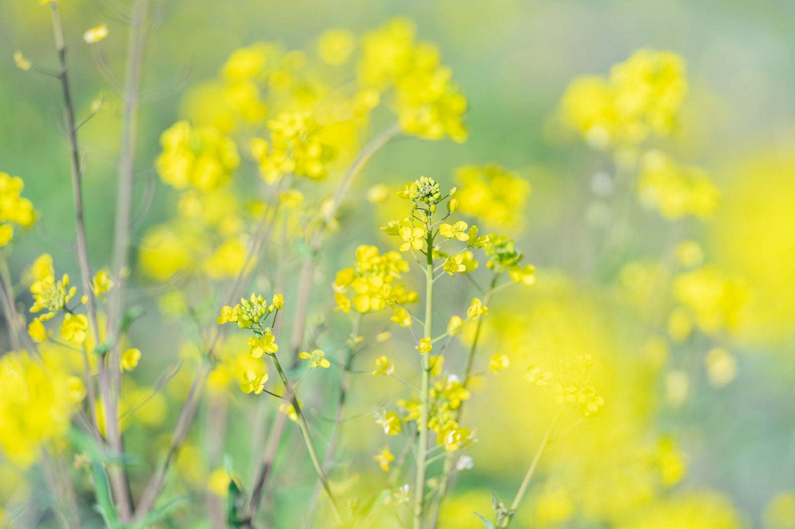 「黄色い前ボケと菜の花」の写真