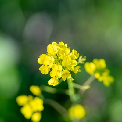 緑と菜の花の黄色の写真