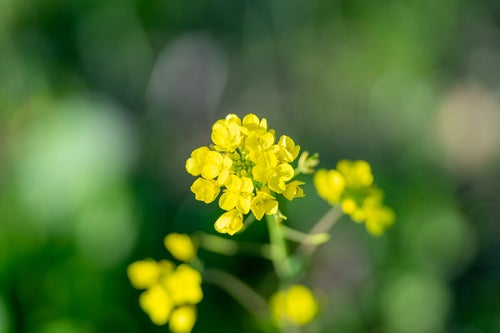 緑と菜の花の黄色の写真