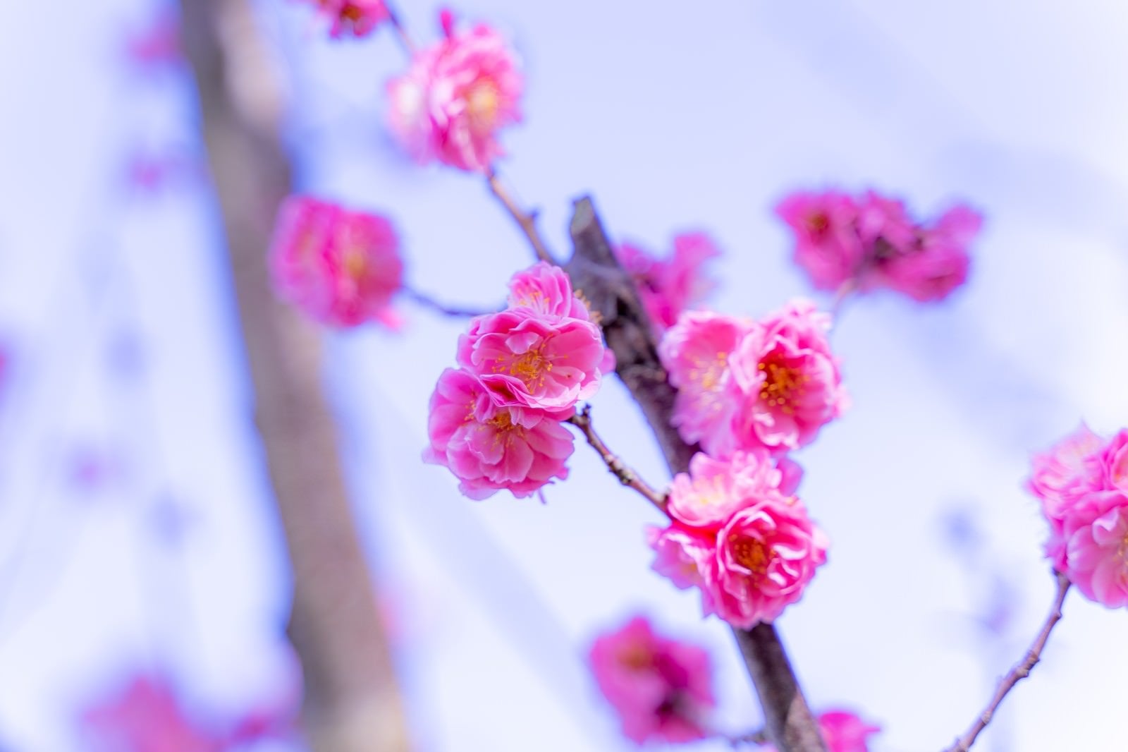 「開花するバラ科の花」の写真