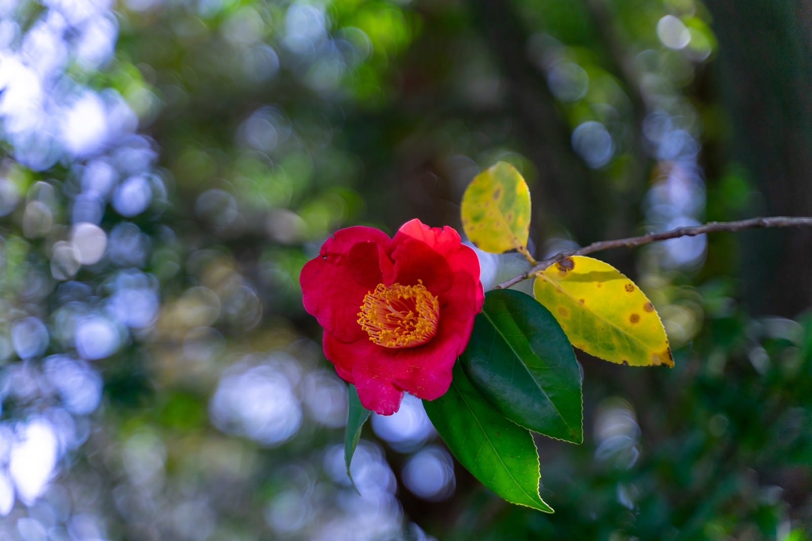 「花開くツバキ」の写真