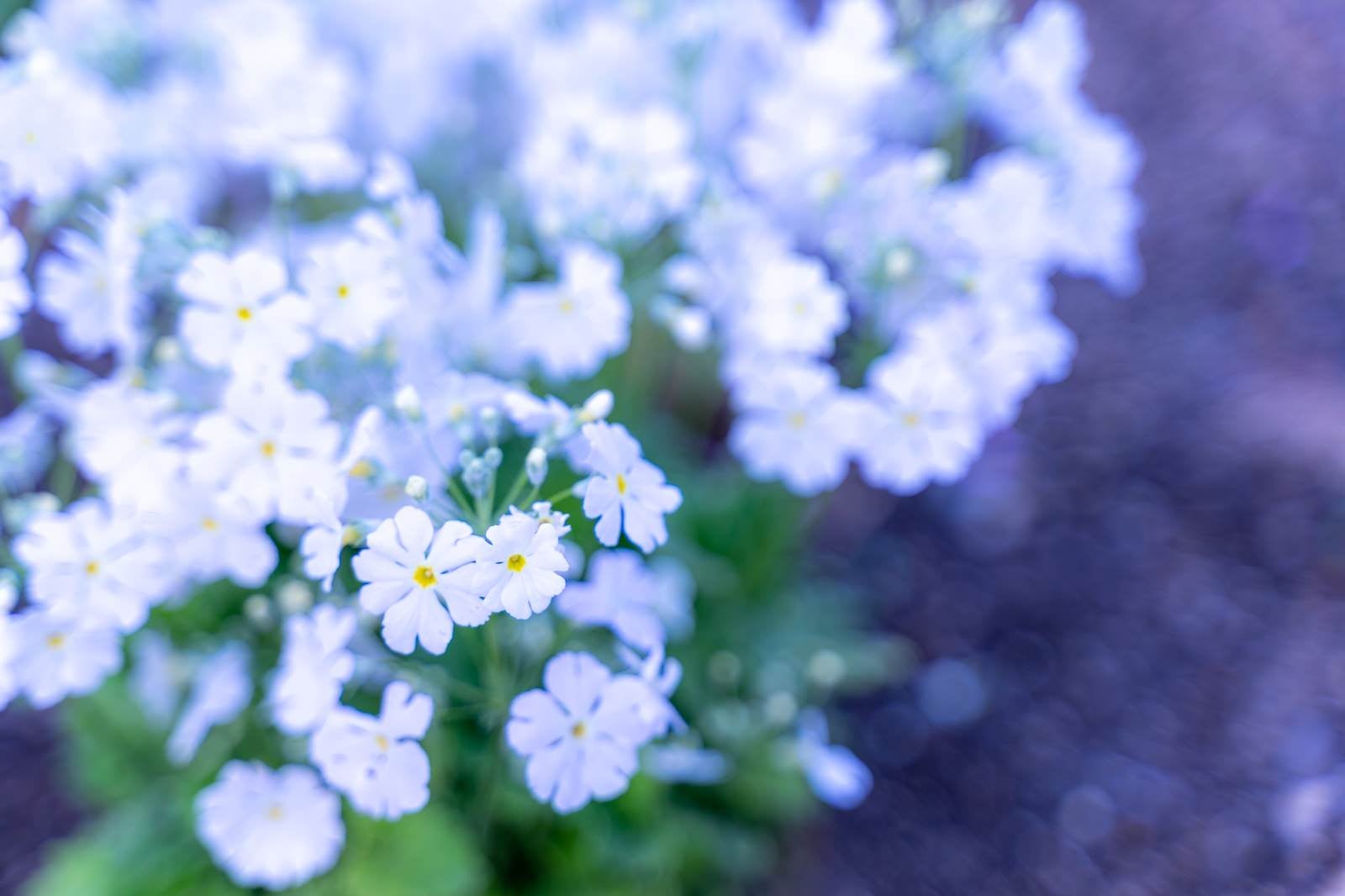 「花壇に咲く小ぶりの草花」の写真