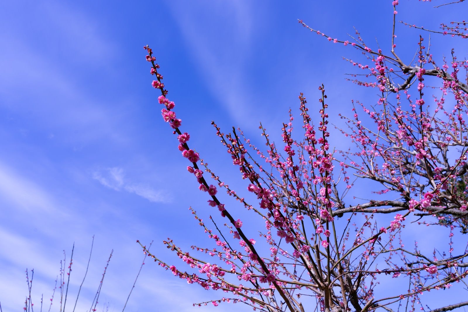 「青空と梅の花」の写真