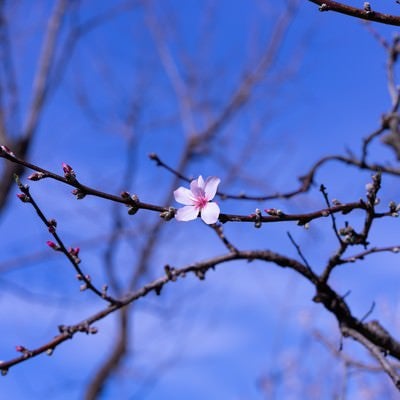 青空に伸びる枝につける一つの花の写真