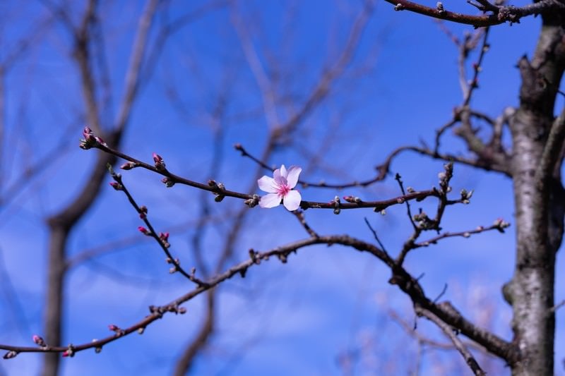 青空に伸びる枝につける一つの花の写真