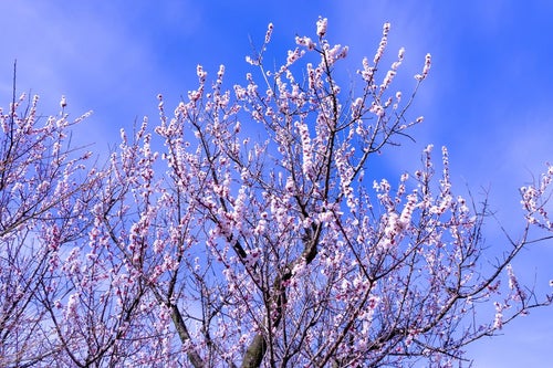 青空に伸びる梅の花の写真