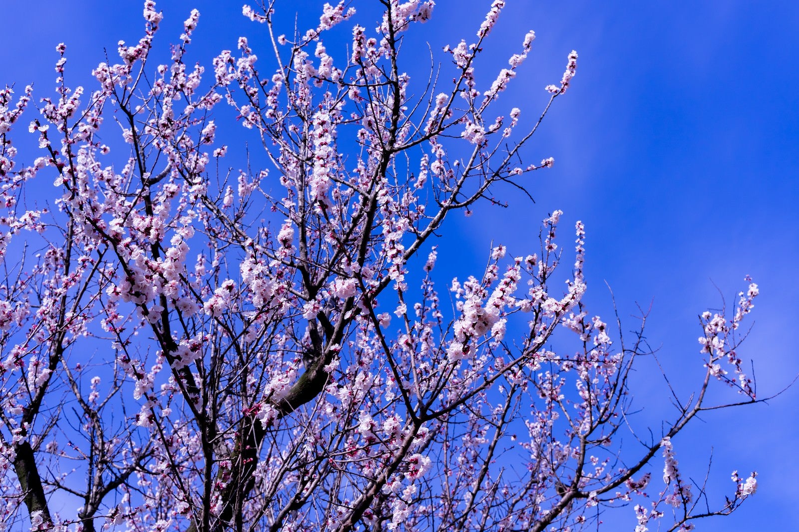 「青空を覆う梅の花」の写真