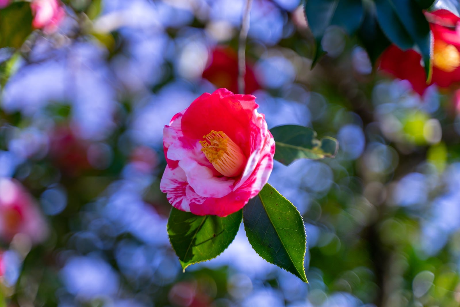 「ピンクの花びらに白色が混じる庭木」の写真