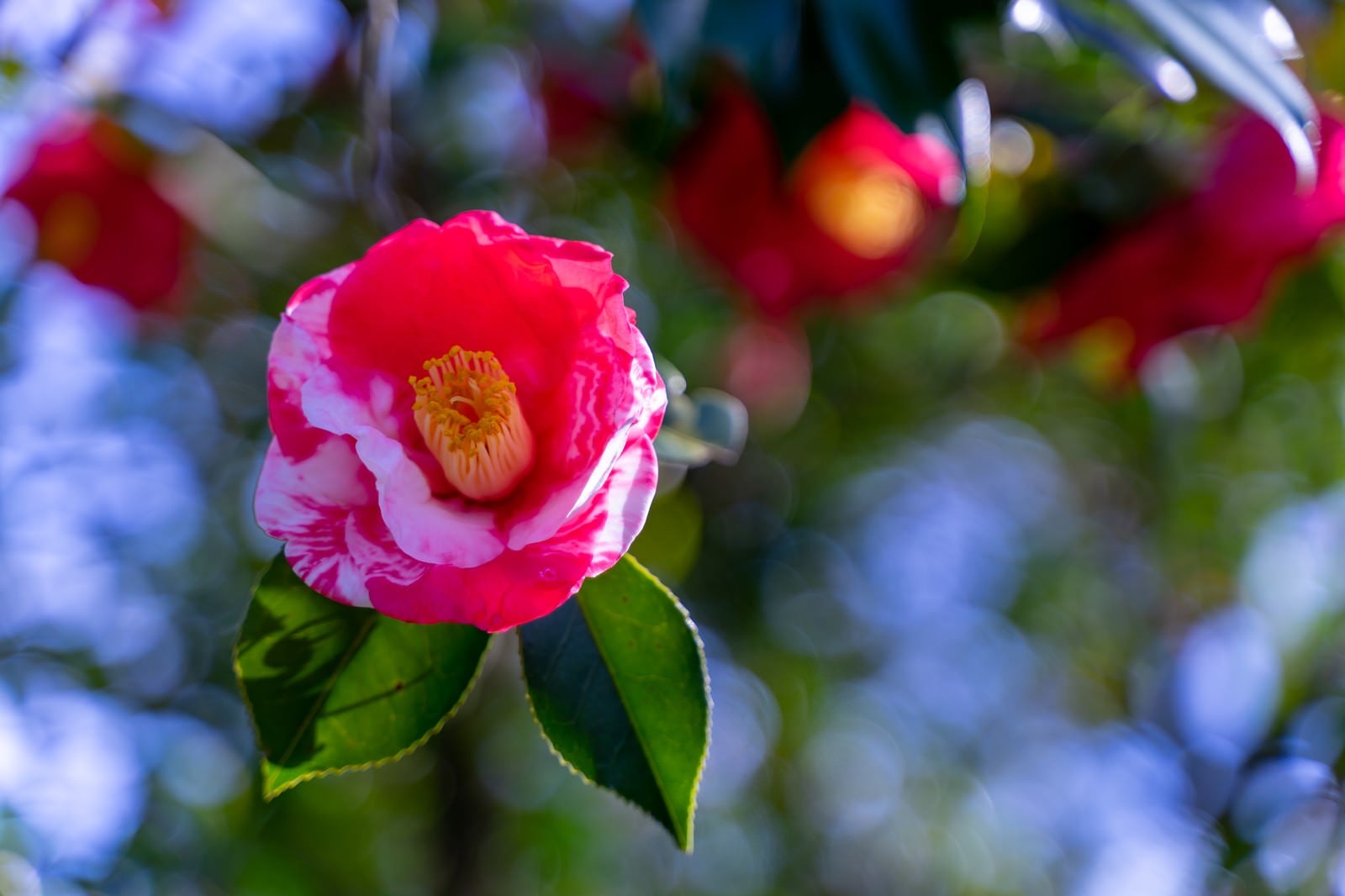 「白色とピンク色の花びらを持つ花木」の写真