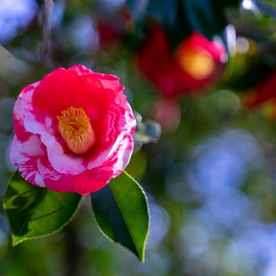 白色とピンク色の花びらを持つ花木の写真