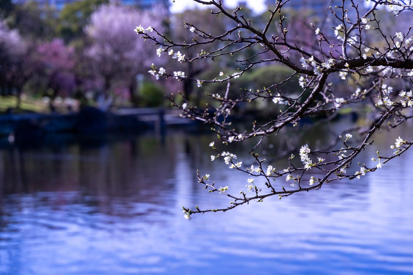 「池端の枝につく蕾と花」の写真