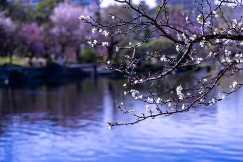 池端の枝につく蕾と花の写真