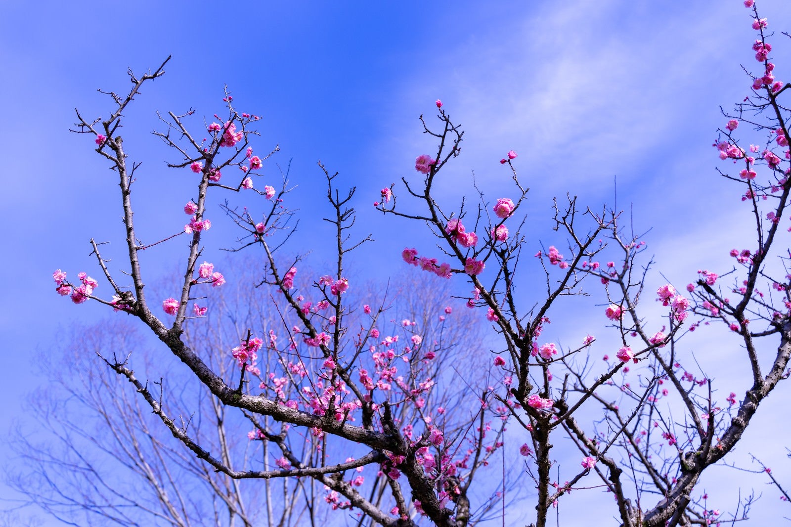 「枝につく桃色の花と青空」の写真