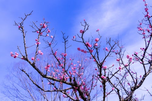 枝につく桃色の花と青空の写真