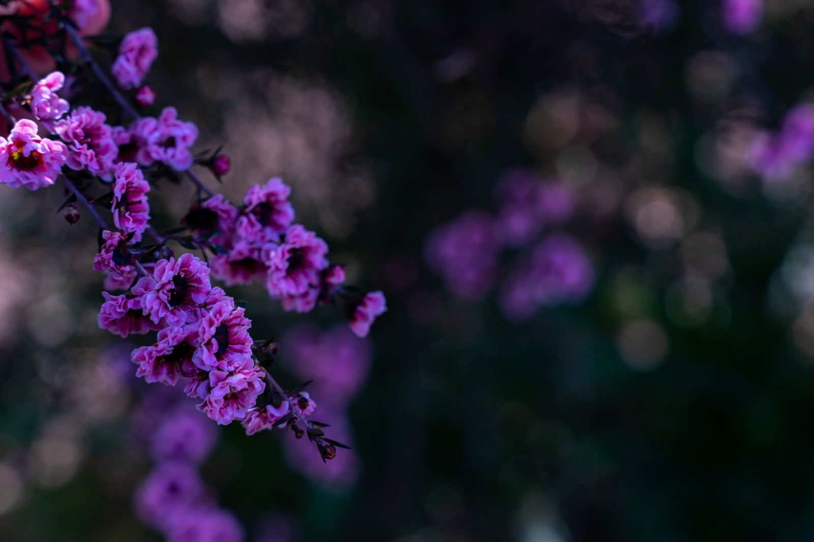 「日陰に咲く花木と玉ボケ」の写真