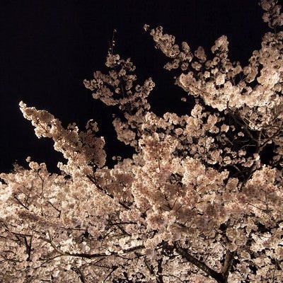 ライトアップした夜桜の写真