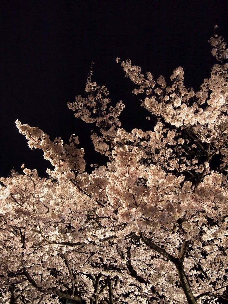 「ライトアップした夜桜」の写真