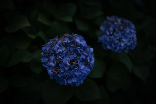 夜道に咲く青い紫陽花の写真