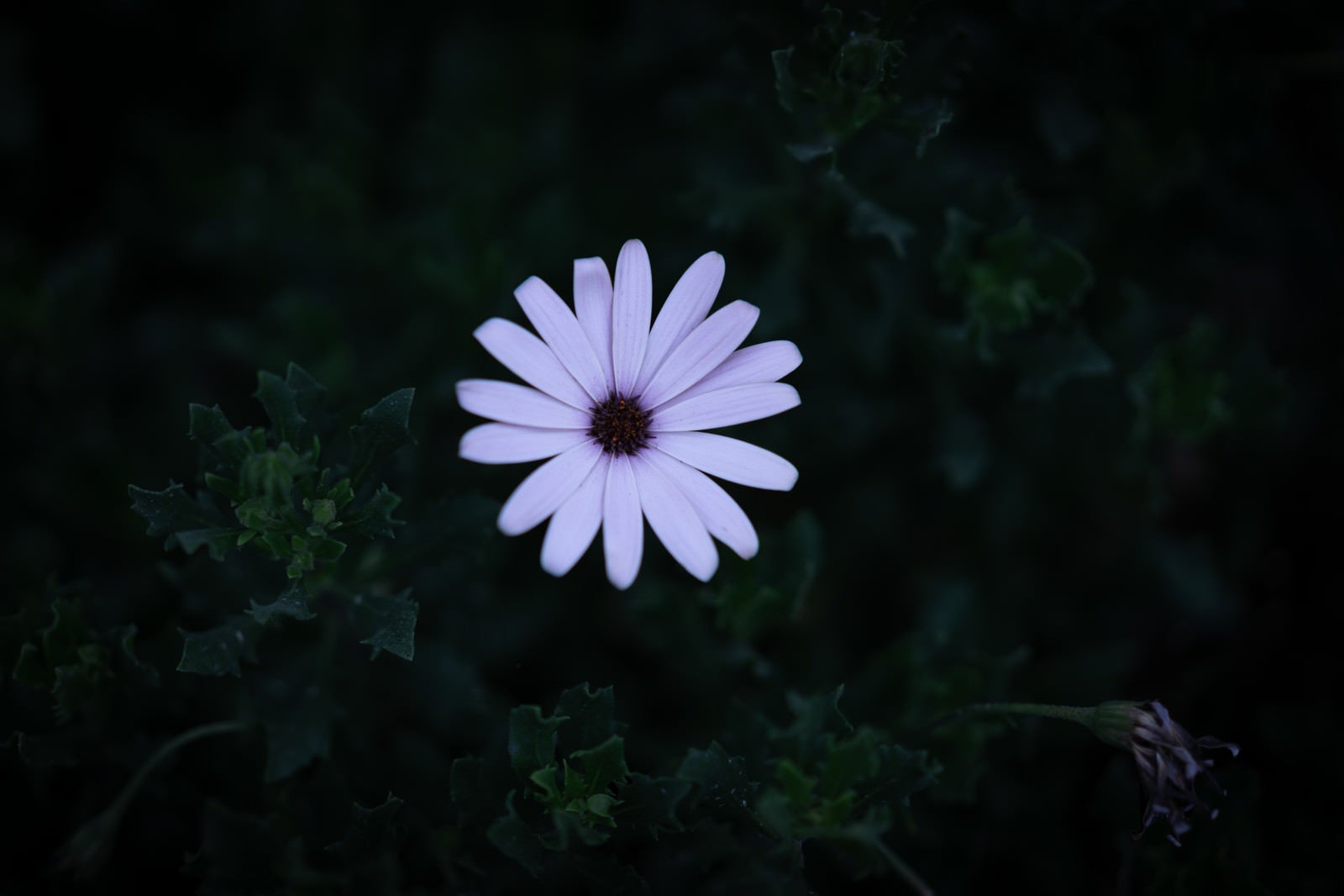 「夜道に咲く白いオステオスペルマム」の写真