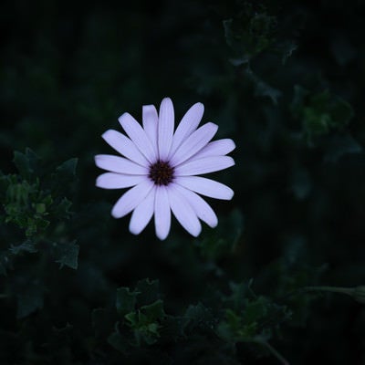 夜道に咲く白いオステオスペルマムの写真