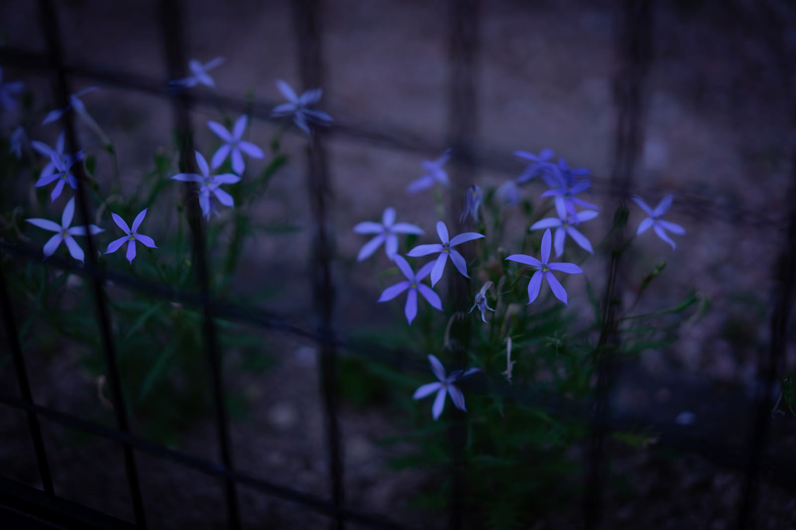 「夜道に咲く白いローレンティア（イソトマ）」の写真