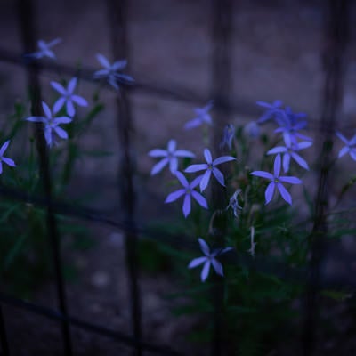 夜道に咲く白いローレンティア（イソトマ）の写真