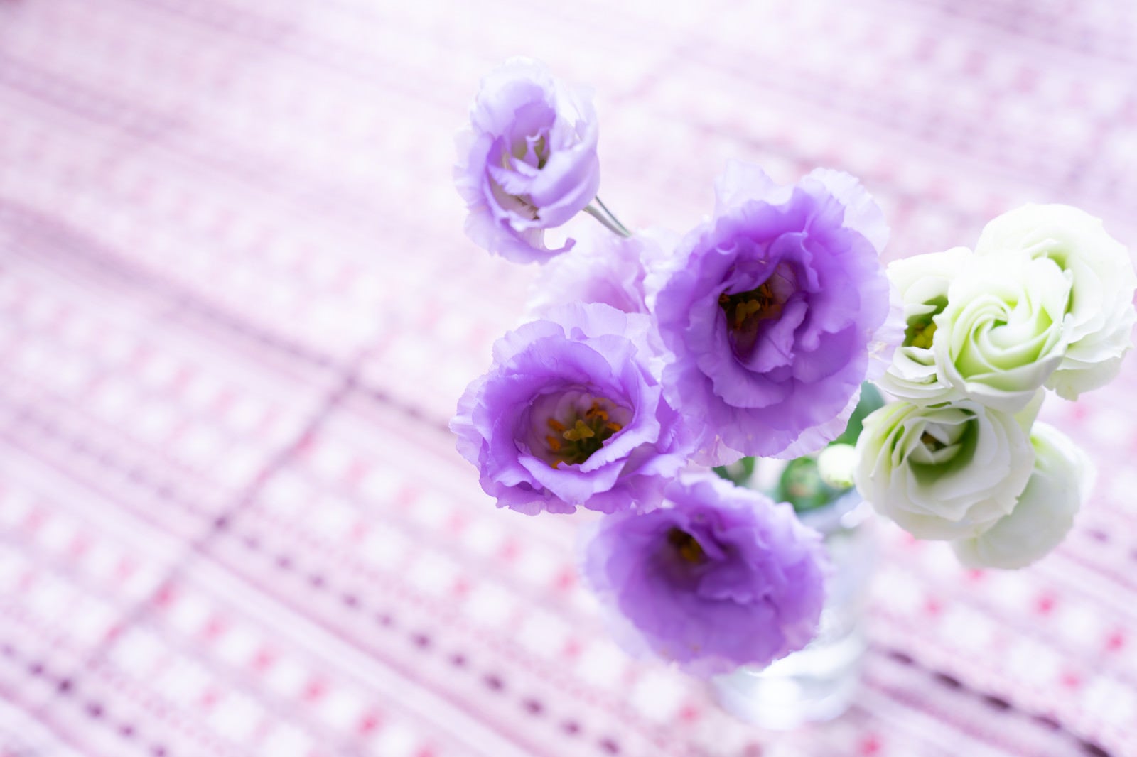 「紫と白の花（トルコキキョウ）」の写真