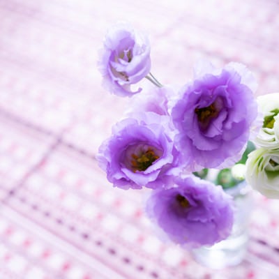 紫と白の花（トルコキキョウ）の写真