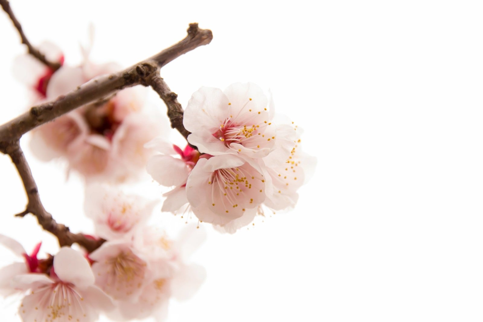 「開花した白梅」の写真