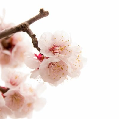 開花した白梅の写真