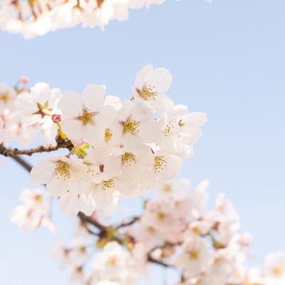淡いグラデーションの桜の写真