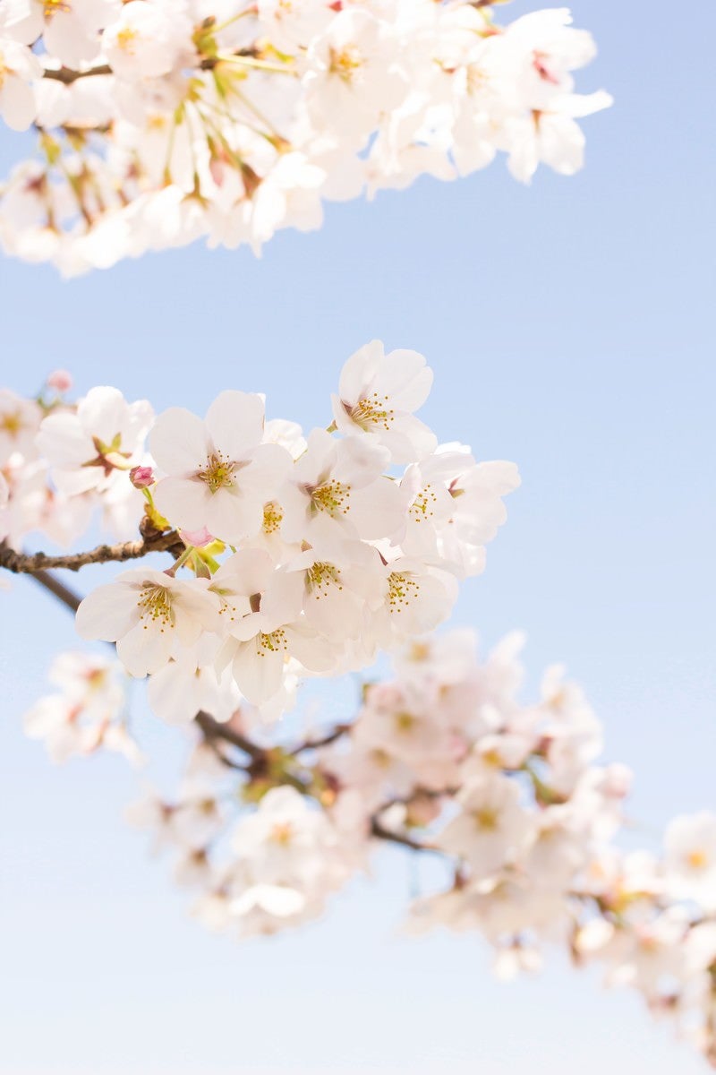 「淡いグラデーションの桜」の写真