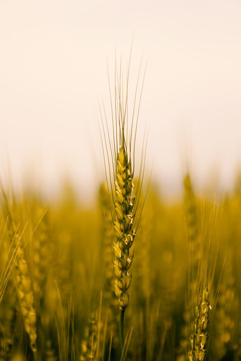 「麦の穂」の写真