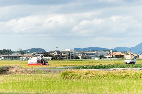 稲の収穫時期（福岡県大刀洗町）の写真