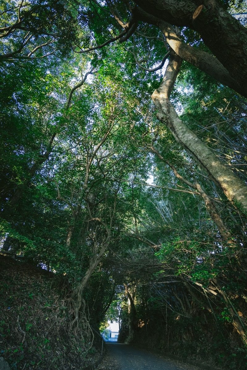 「神様が宿る森（福岡県大刀洗の甲条神社前の森）」の写真
