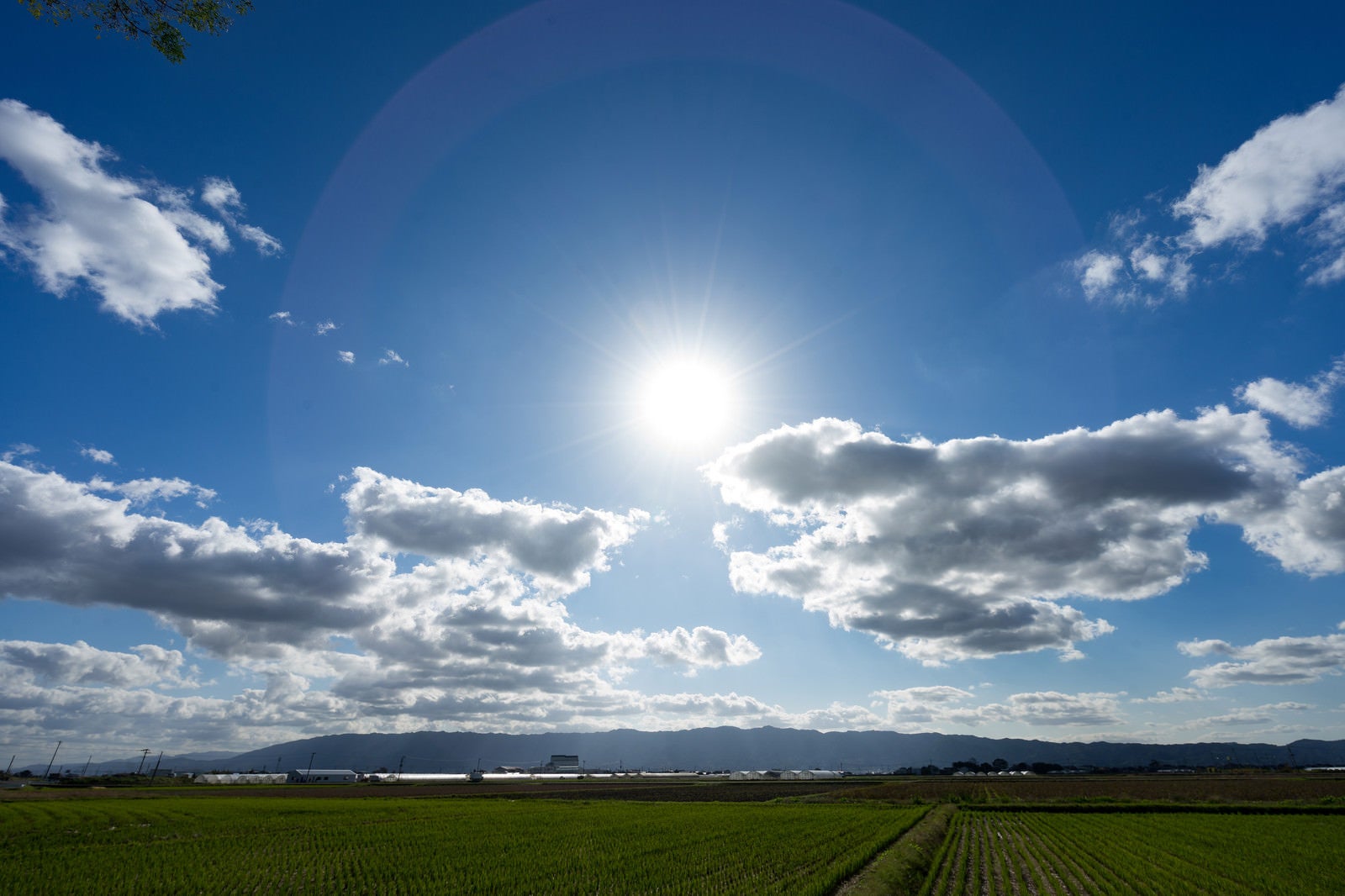 「太陽と大刀洗の畑」の写真
