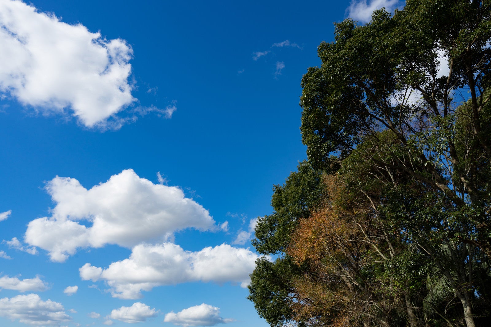 「青空と樹木」の写真