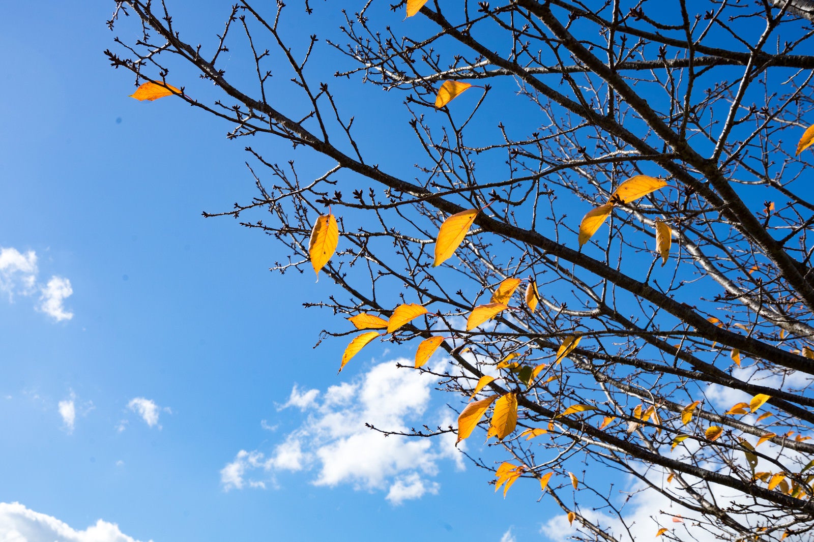 「枝の残る紅葉と青空」の写真