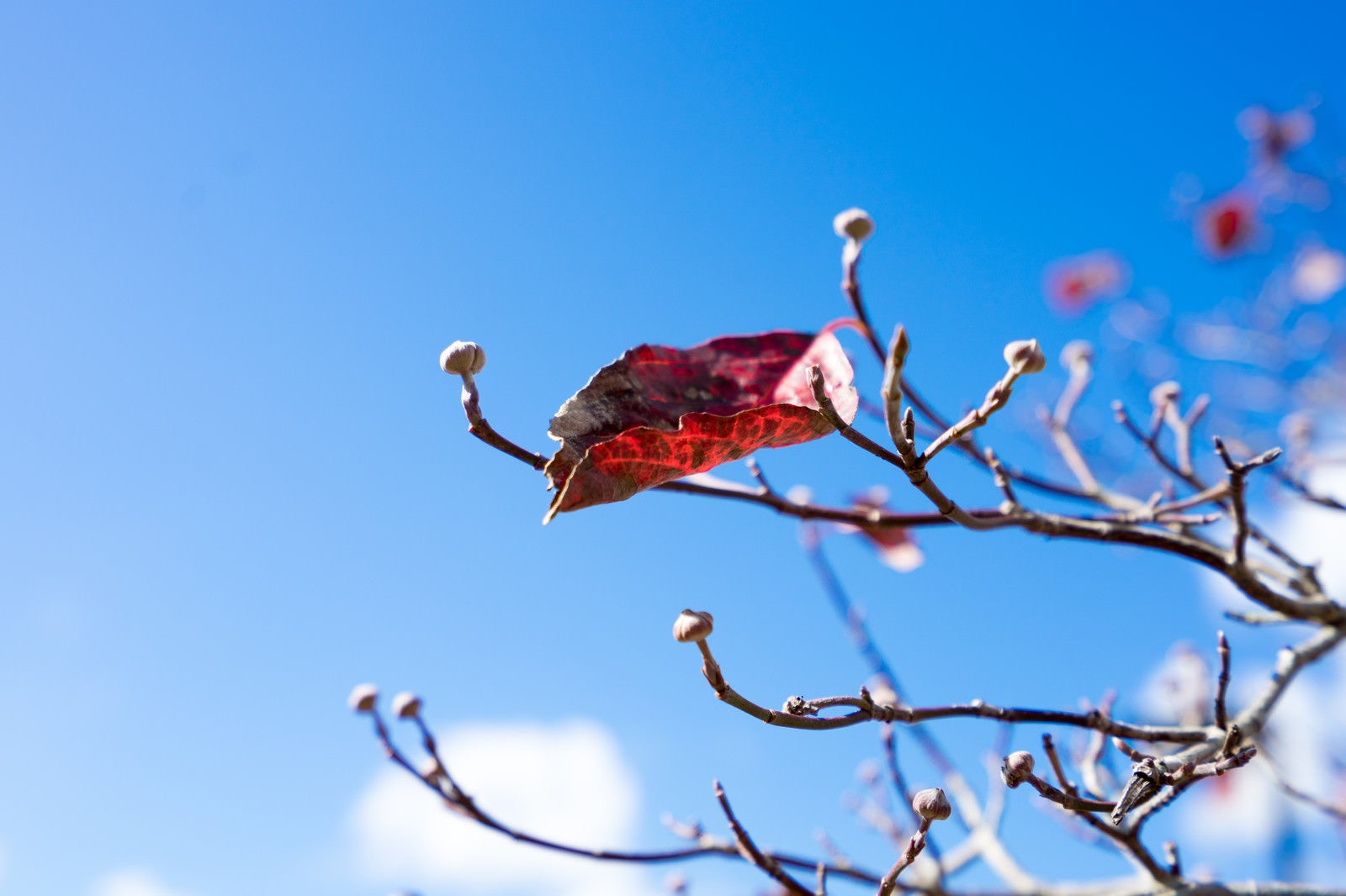 「枝に僅かに残る紅葉した枯葉」の写真