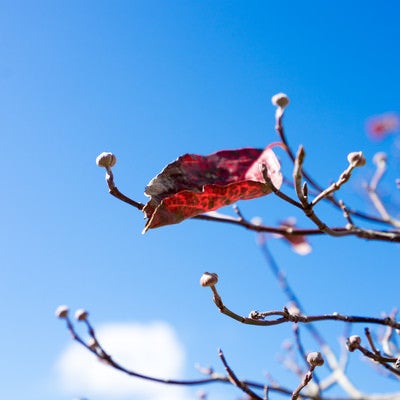 枝に僅かに残る紅葉した枯葉の写真