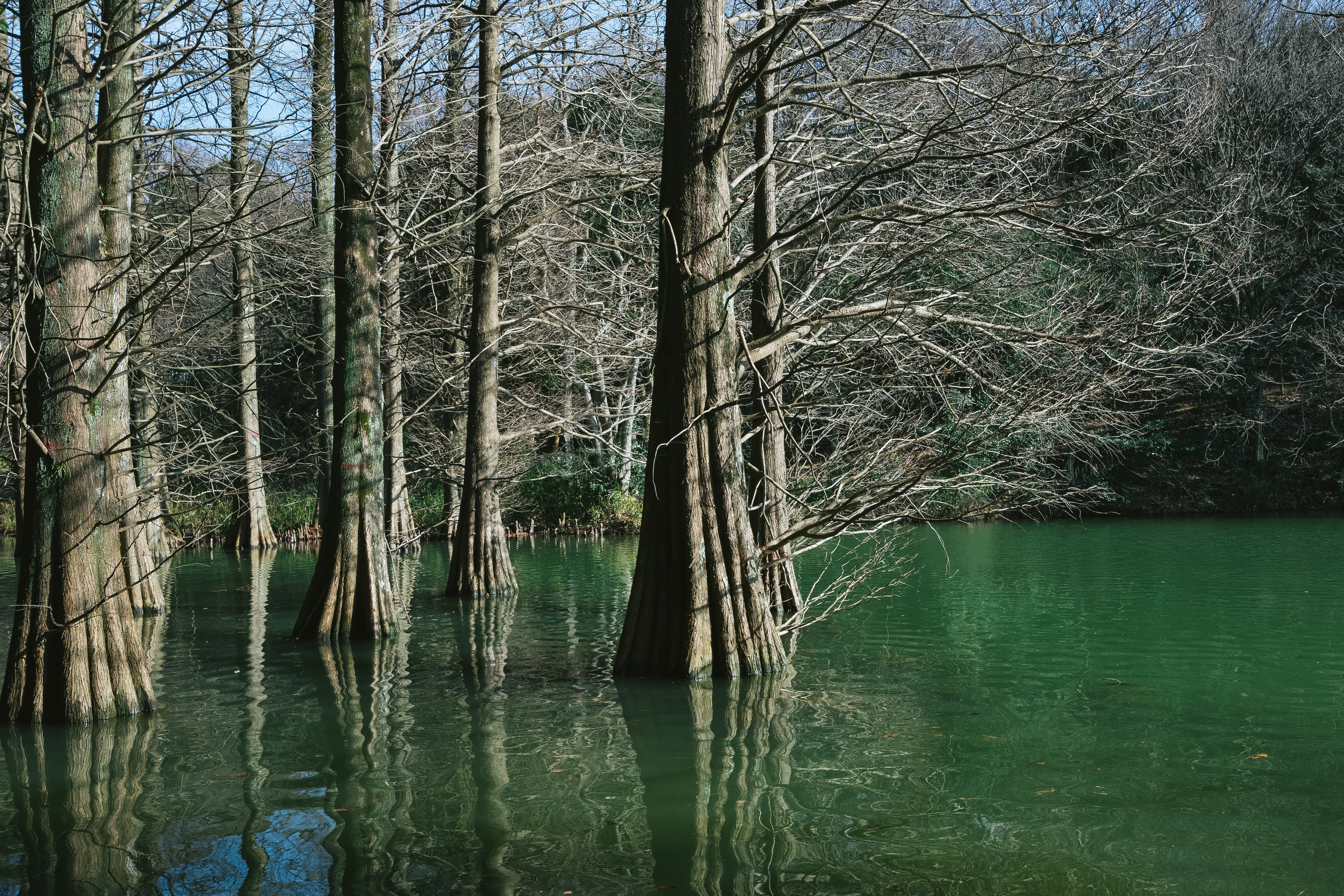 冬の篠栗九大の森の無料の写真素材 - ID.17100｜フリー素材 ぱくたそ