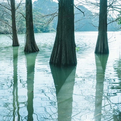 水面に反射するラクウショウと篠栗九大の森の写真
