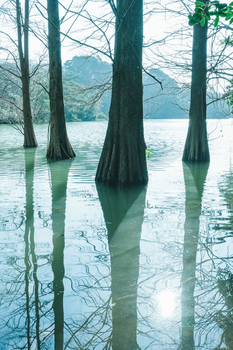 「水面に反射するラクウショウと篠栗九大の森」の写真