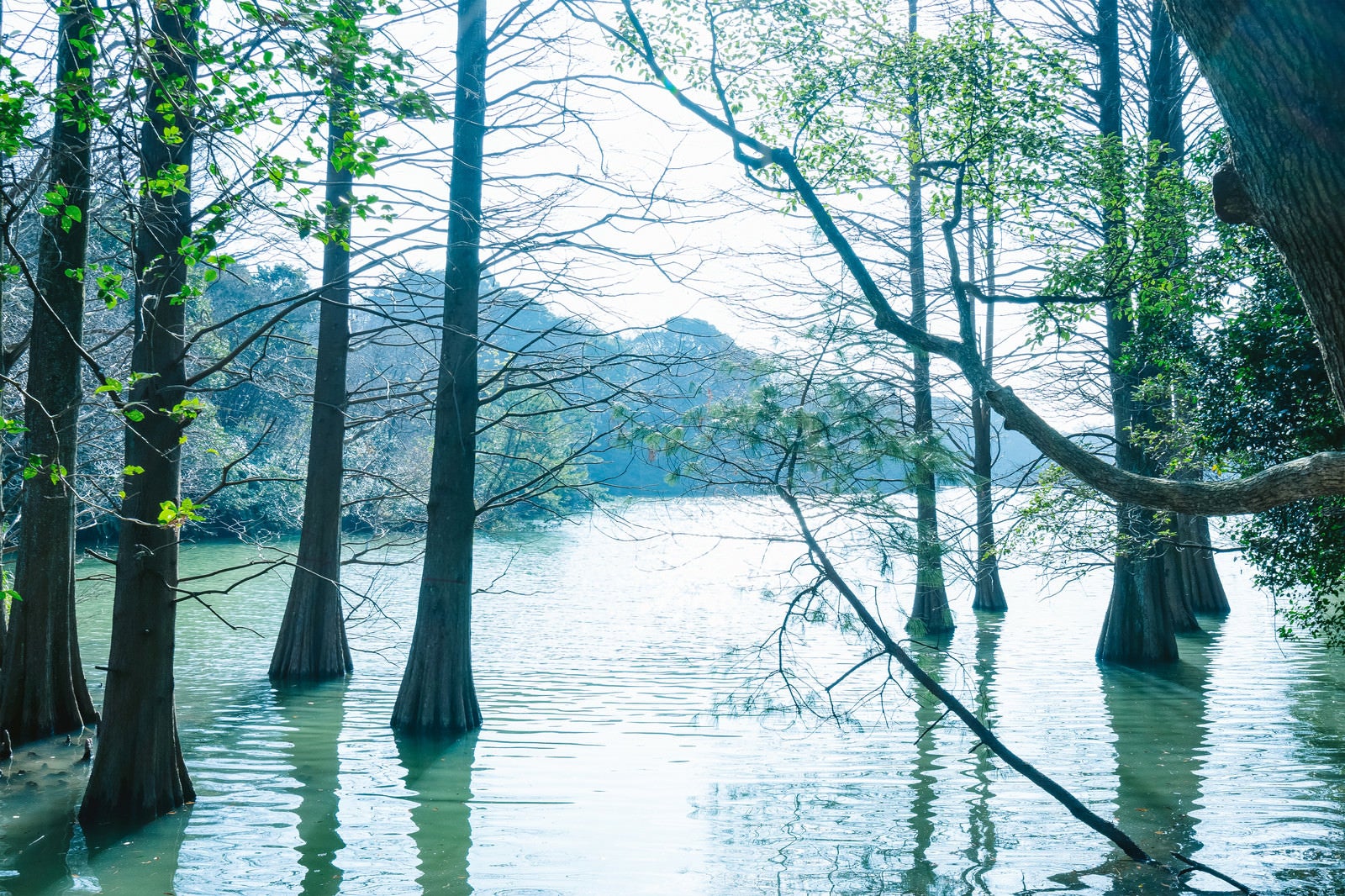 「森林浴に最適な篠栗九大の森」の写真