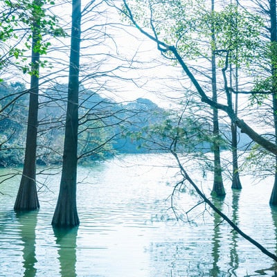 森林浴に最適な篠栗九大の森の写真