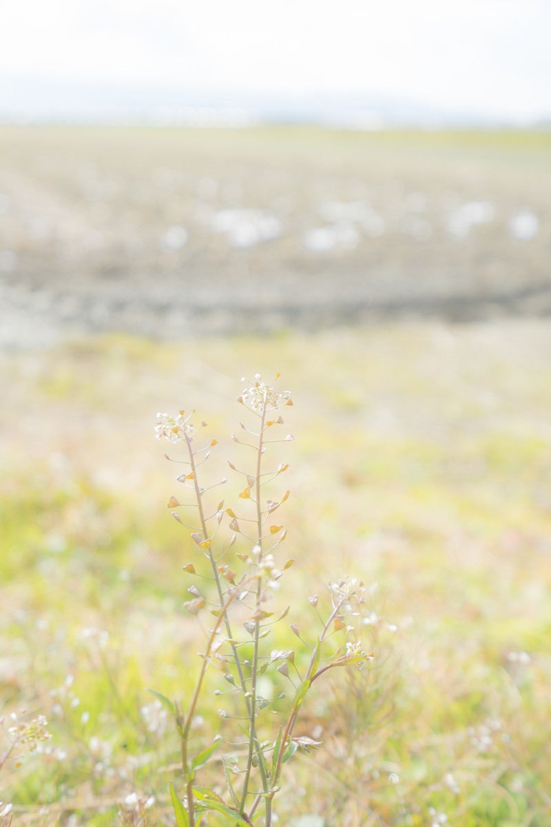 「畑端に咲くナズナ」の写真