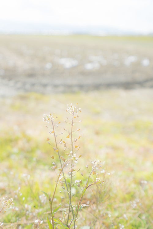 畑端に咲くナズナの写真