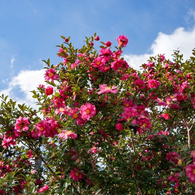 初冬に咲く山茶花（サザンカ）の写真